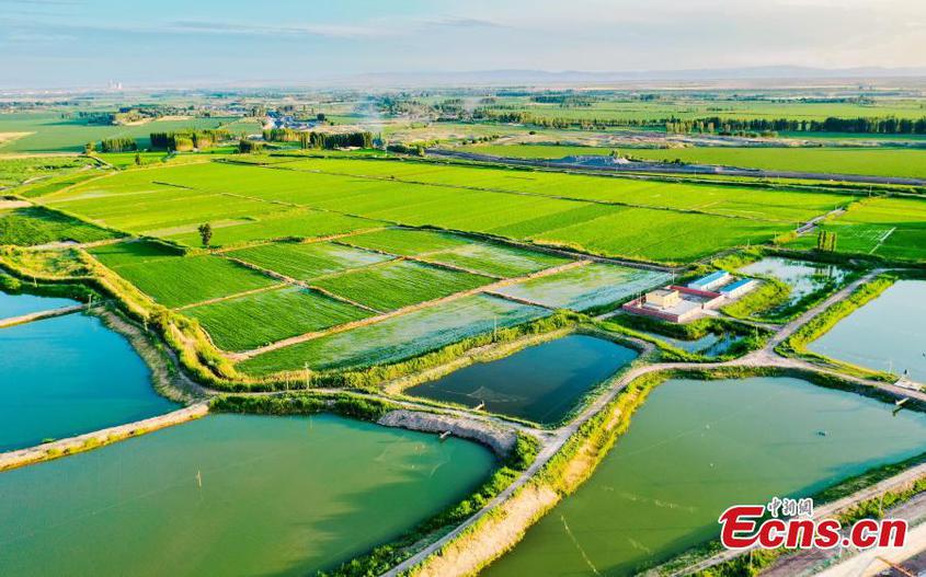 Fish ponds and lush green fields form a unique pastoral picture in Hui Autonomous Prefecture of Changji, northwest China's Xinjiang Uygur Autonomous Region. (Photo: China News Service/Tao Weiming)

