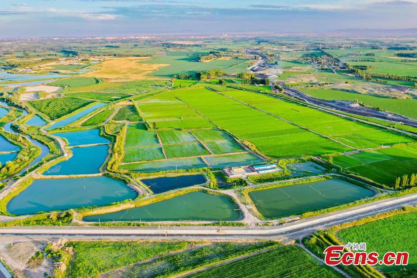 Fish ponds and lush green fields form a unique pastoral picture in Hui Autonomous Prefecture of Changji, northwest China's Xinjiang Uygur Autonomous Region. (Photo: China News Service/Tao Weiming)

