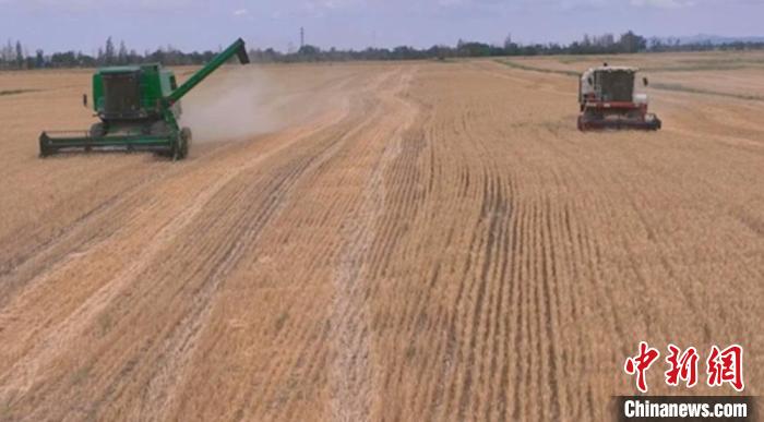 新疆木垒县37万亩冬小麦陆续开镰收割。　石倩　摄