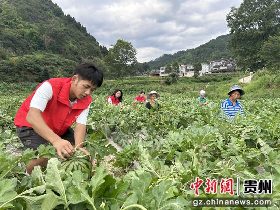 青年志愿者在帮瓜农采摘西瓜。吴桂芝摄