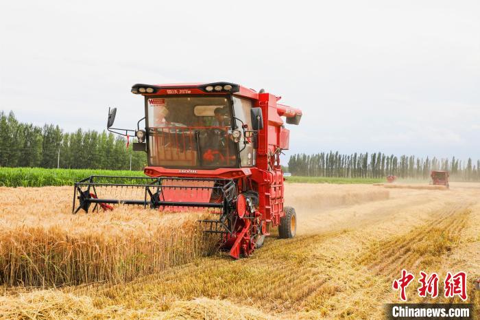 879.4公斤！这块高产示范田创新疆冬小麦亩产新纪录