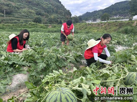 青年志愿在采摘西瓜。吴桂芝摄。