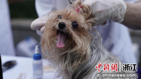 宠物在体检中  浙江大学教学动物医院 供图
