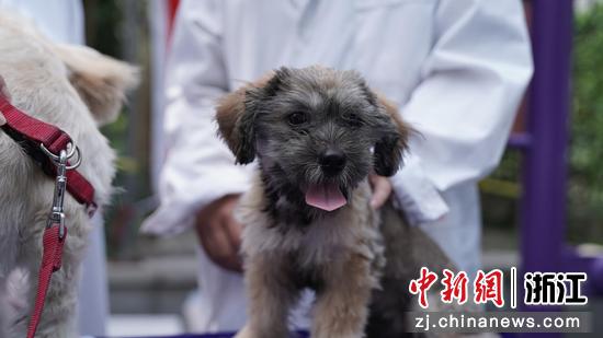宠物正在等待体检  浙江大学教学动物医院 供图