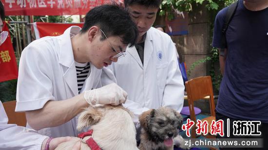 动物医生们为宠物体检  浙江大学教学动物医院 供图