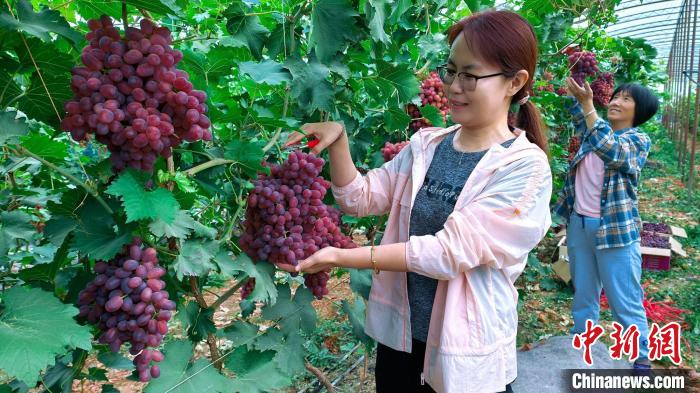 驻村“访惠聚”工作队队员在帮助果农采摘葡萄。　华岩明　摄