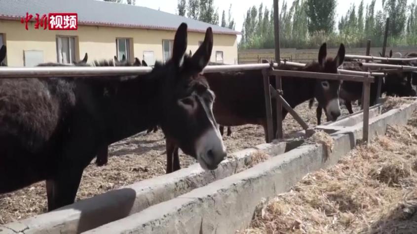 探訪新疆兵團國家級示范合作社：特色黑驢養殖“錢”景廣