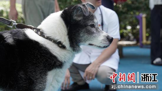 宠物正在等待体检  浙江大学教学动物医院 供图