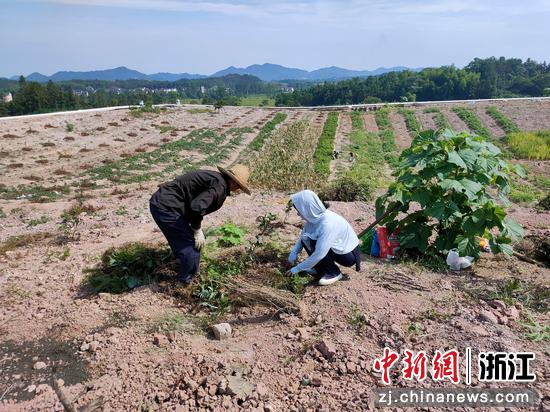 江山市林业种子种苗管理站站长、江山知联会会员王惠（左）在田间地头指导。 徐素丹 摄