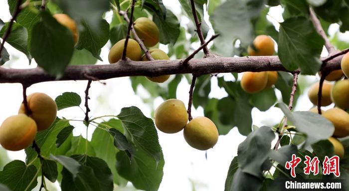 进入采摘期的小红杏挂满枝头。　林国强　摄