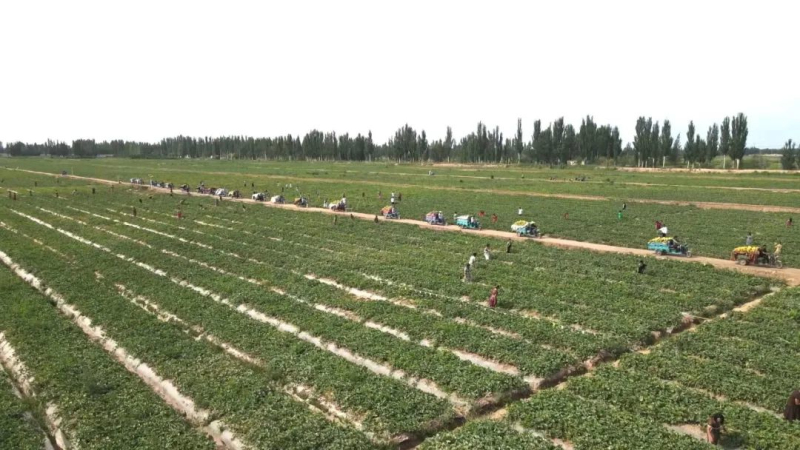 伽師縣臥里托格拉克鎮(zhèn)伽師瓜種植基地采收繁忙。