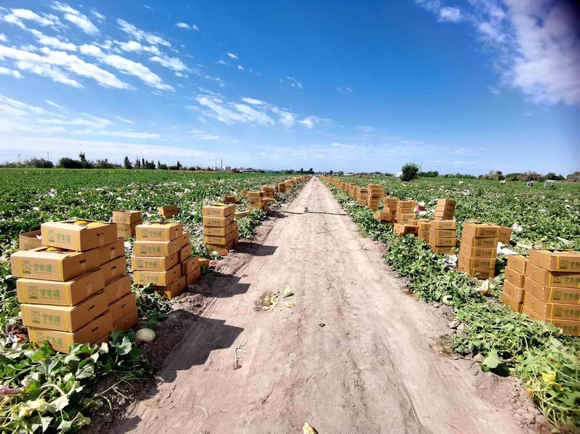 一二一团5万亩甜瓜陆续上市远销内地及东南亚市场