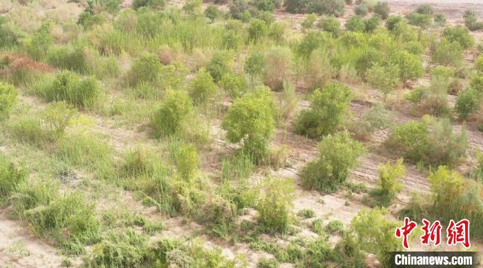 地处沙漠边缘的新疆且末县，通过种植具有经济效益的沙生作物，实现生态与经济效益双提升。　巴特尔达拉　摄