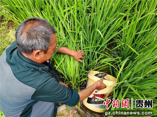 红枫湖镇芦荻哨村组织发放鱼苗现场
