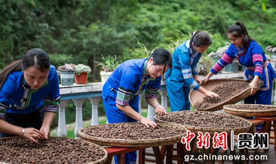 天柱县那纳油榨坊员工在选油茶籽。金可文 摄