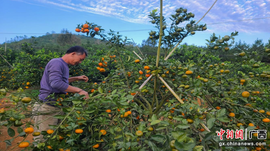 李健利用“五位一体”信用贷款资金发展柑橘产业