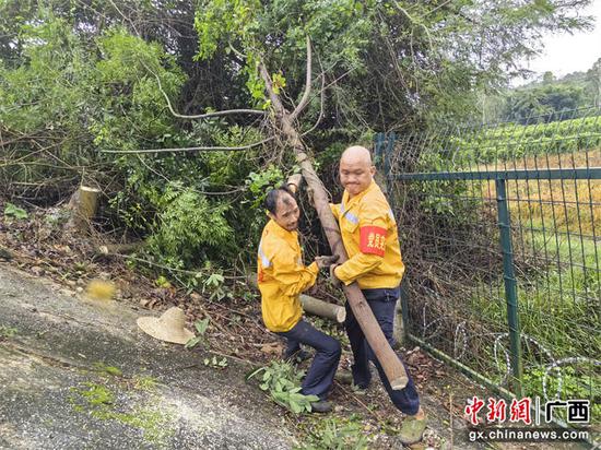 图为玉林工务段组织职工清理砍伐线路两旁的危树危竹，清除台风吹倒树压线路隐患。颜怡  摄