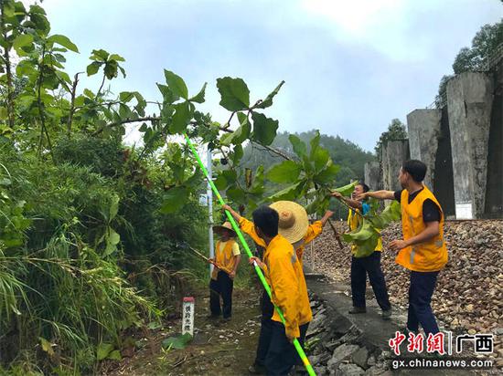 图为玉林工务段组织车间职工提前砍伐线路危树，防止被台风吹落到线路上。黄正荣  摄