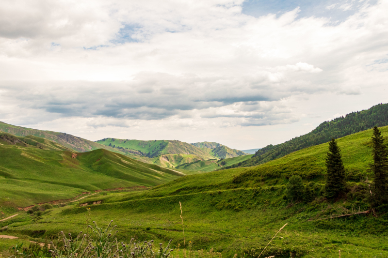 六七月份的新疆博尔塔拉蒙古自治州夏尔希里自然保护区绿意盎然，美景如画。吕志恒 摄