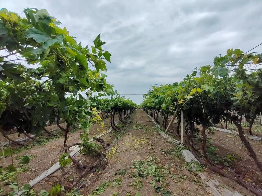 培植葡萄产业 助力果农增收致富