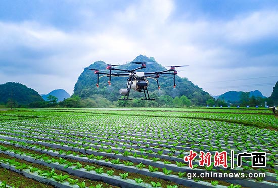 图为百色市靖西市积极推进农机农艺融合工作,使用无人机进行统防统治作业。 沈志城 摄 图为百色市靖西市积极推进农机农艺融合工作,使用无人机进行统防统治作业。 沈志城 摄
