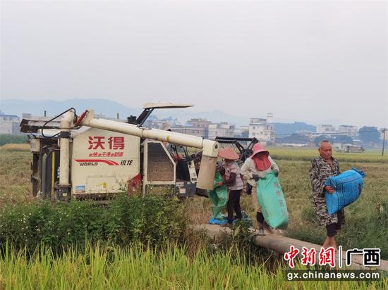 陶圩镇组织农机具抢收稻谷后，群众将收割好的稻谷装袋运回家。