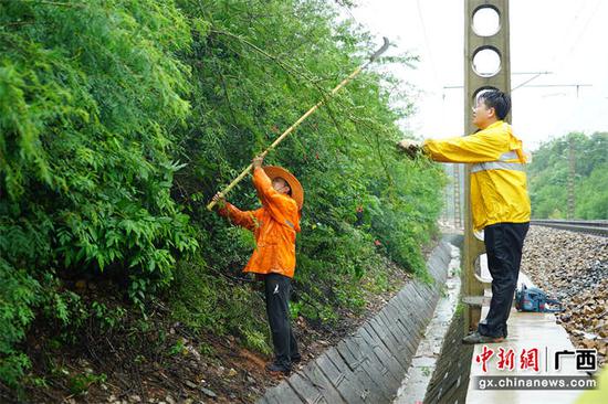 图为7月18日该段职工在南宁南南环线砍除线路两旁危树危竹。  宋彤波    摄
