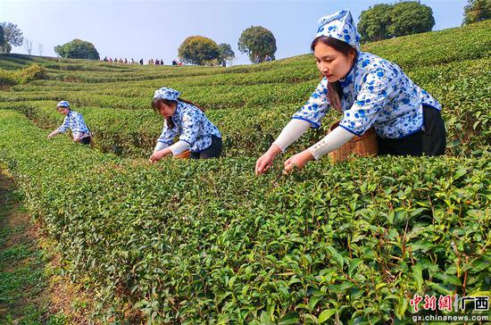 图为农户在采摘茶叶。韦兴祺 摄