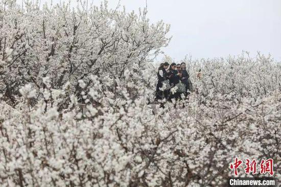 游客在纳雍县樱桃花林游览。　中新社记者 瞿宏伦 摄