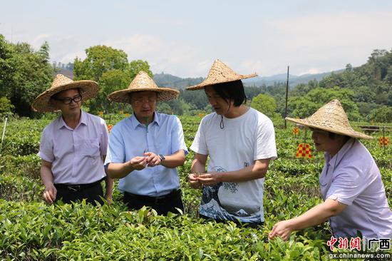 图为农行梧州分行客户经理深入苍梧六堡茶厂种植基地了解采摘情况 郭宁 摄
