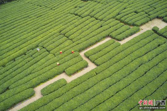 图为农行广西分行贷款支持昭平将军峰茶业的六堡茶种植基地 黄刚 摄