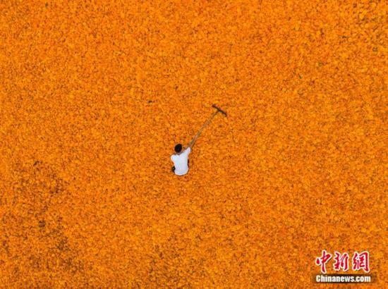 威宁彝族回族苗族自治县双龙镇高坡村村民在整理采收的万寿菊。罗大富