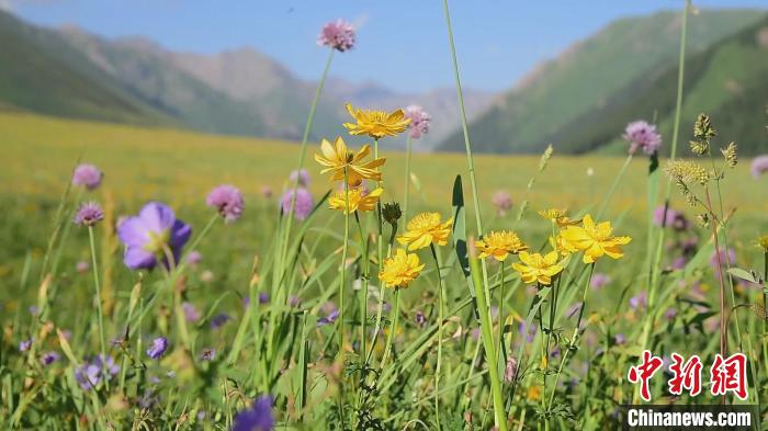 云霧繚繞的碧綠山谷里，各色山花競相綻放、蝶舞蜂飛。(巴特爾達(dá)拉攝)