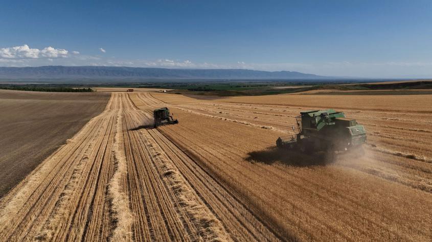 一六八团1.8万亩小麦开镰收割
