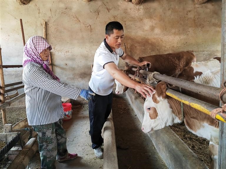 　　7月11日下午，张利杰来到石门泉村村民齐冬玲家，查看她家牛的生长情况。　　 马晓芳 摄