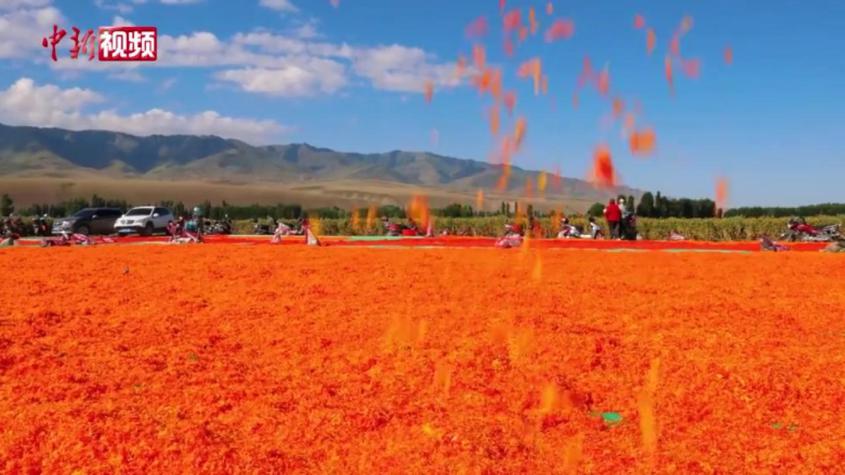 新疆特克斯縣萬畝紅花迎來采摘季