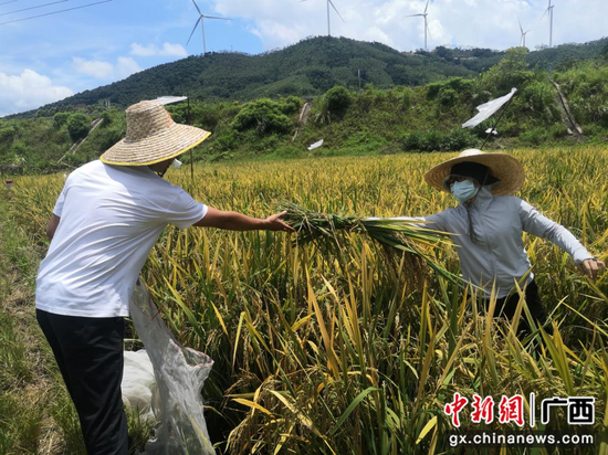 农技推广人员协助田间稻谷收割。