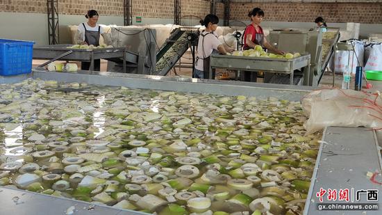 工人在对麻竹笋进行清洗浸泡。横州市人大供图 工人在对麻竹笋进行清洗浸泡。横州市人大供图