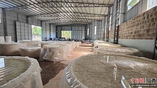 麻竹笋制作过程。 麻竹笋制作过程。