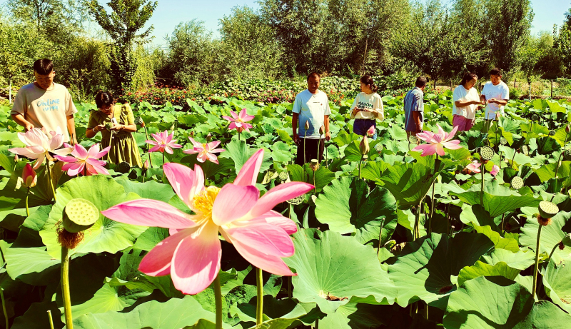 7月25日，荷花浪漫怒放的荷花池里，游客在赏花拍照。华岩明摄 