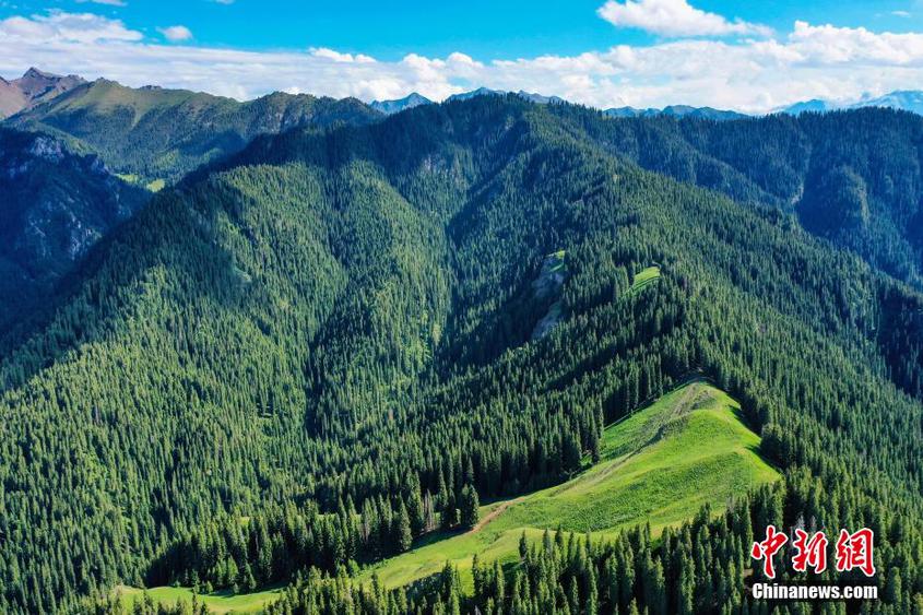 新疆天山山脈：林木蔥郁 綠草成茵