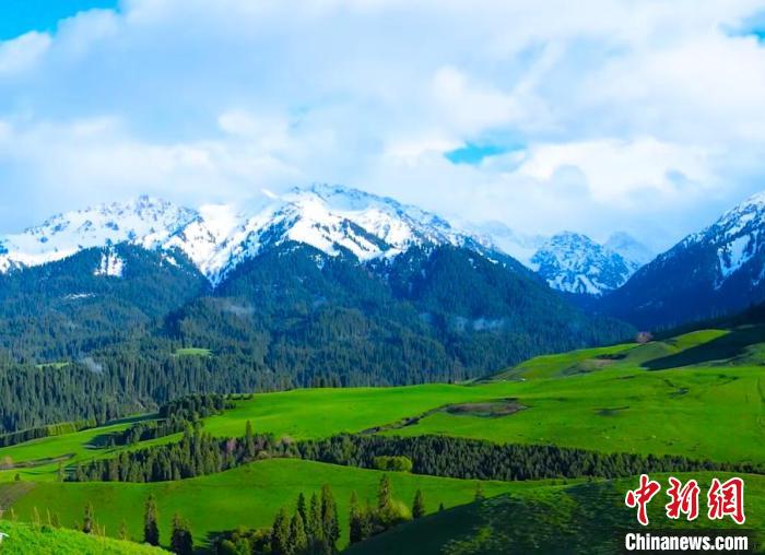 新疆恰西國家森林公園：綠野接天碧