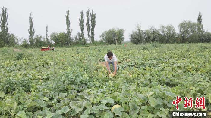 走进新疆喀什地区莎车县，田地中瓜果成熟待采。　严雪芩 摄