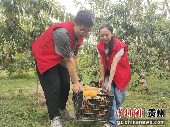 图为青年志愿者正在帮助果农搬运黄桃。刘敏摄
