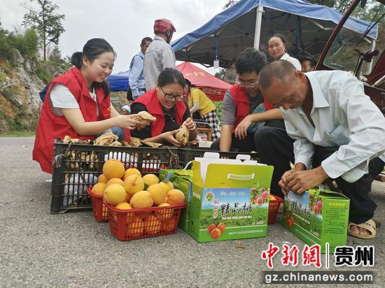 图为青年志愿者在桃树榜路口帮果农挑选精品黄桃。刘敏摄