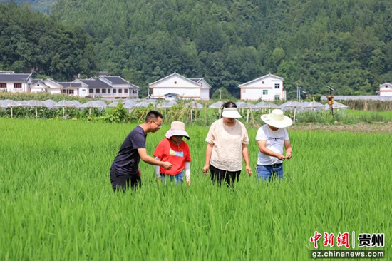 贵州省农科院水稻研究所助理研究员为种植大户讲解田间管理技术