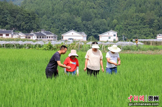 贵阳观山湖区农业农村局：统防统治