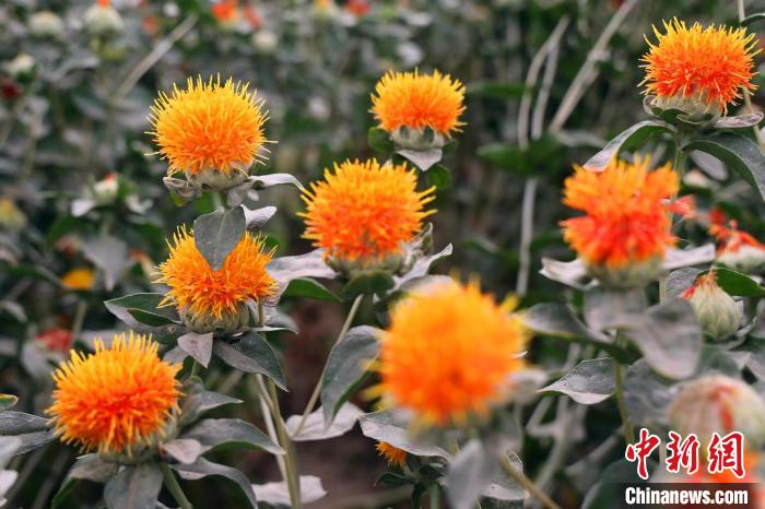 朵朵紅花綻放枝頭、香氣宜人。賈保鳳 攝