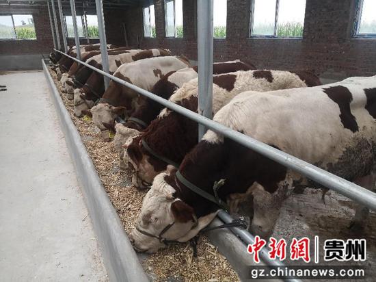 图为工行贵州都匀福泉支行实地走访养殖户了解肉牛生长情况