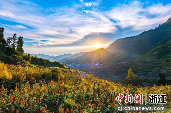 开化县大溪边乡上安村高粱地景观（资料图）。江峰摄